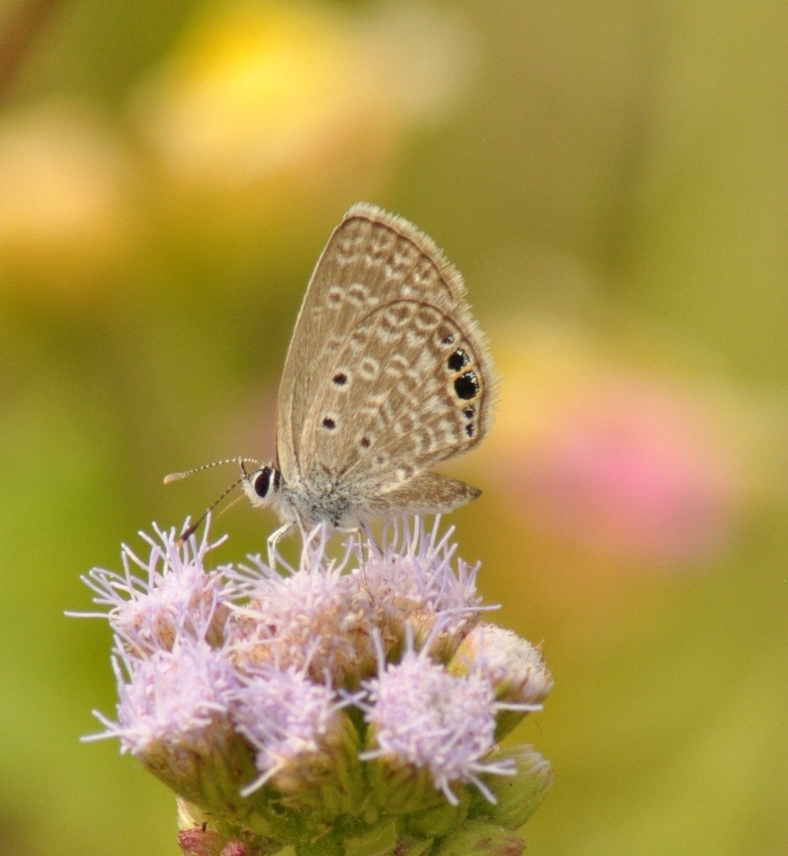 Animales - ML646837837