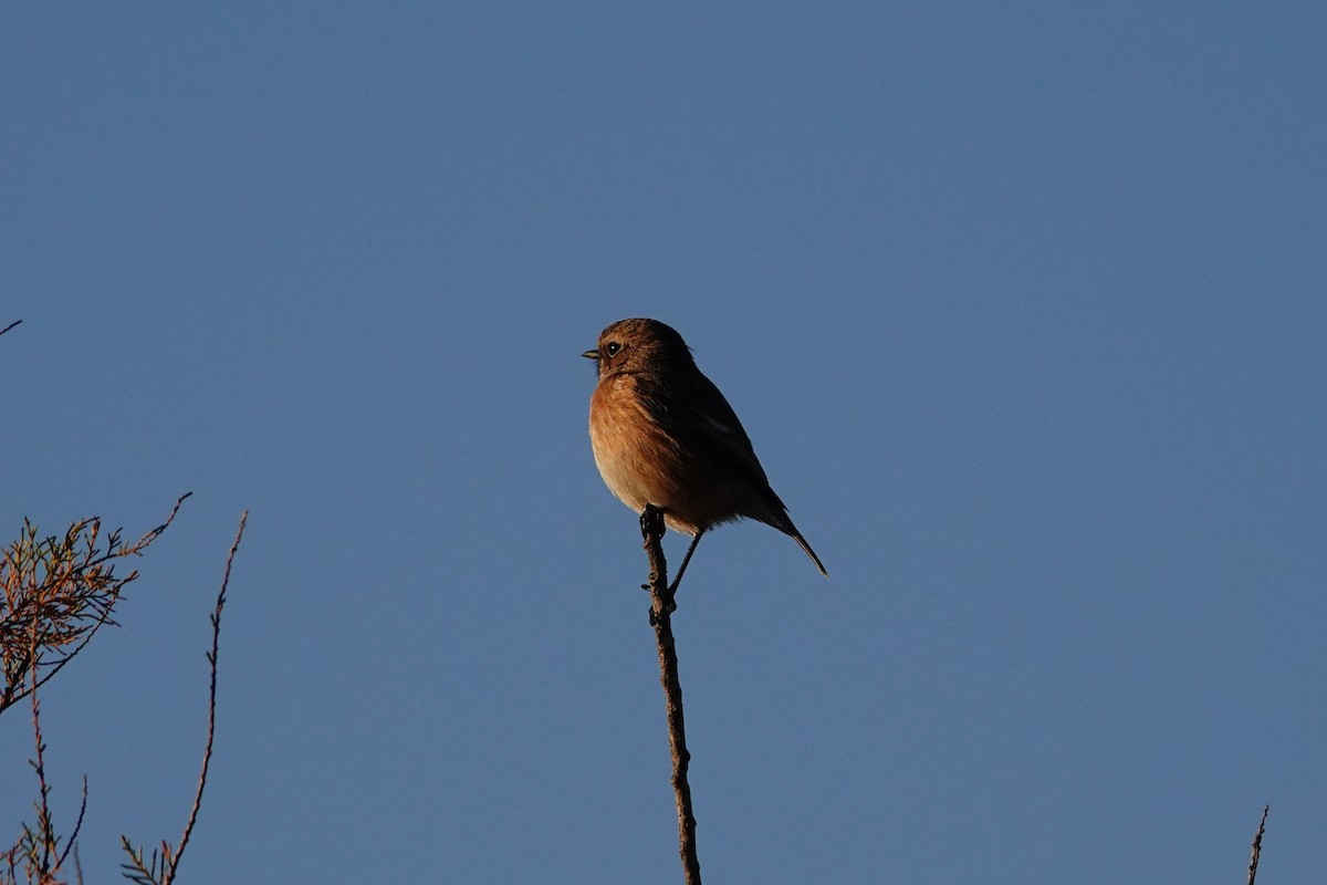 European Stonechat - ML646837838
