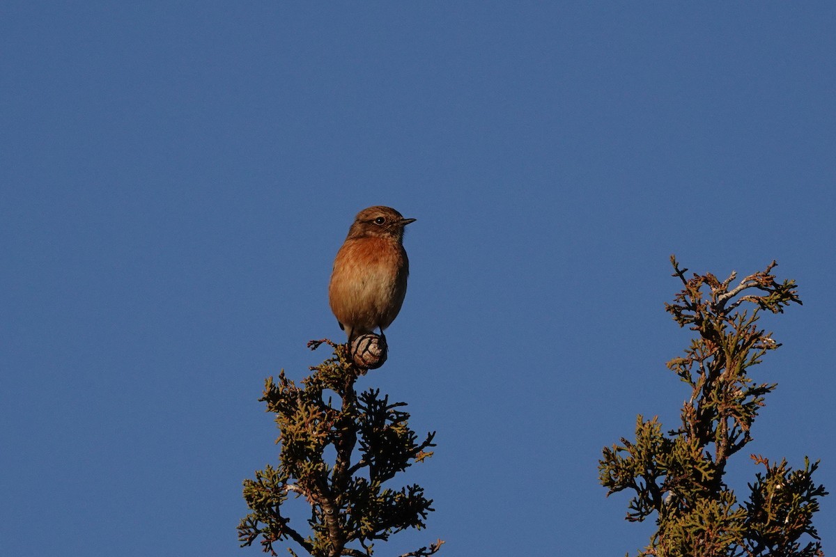 European Stonechat - ML646837839