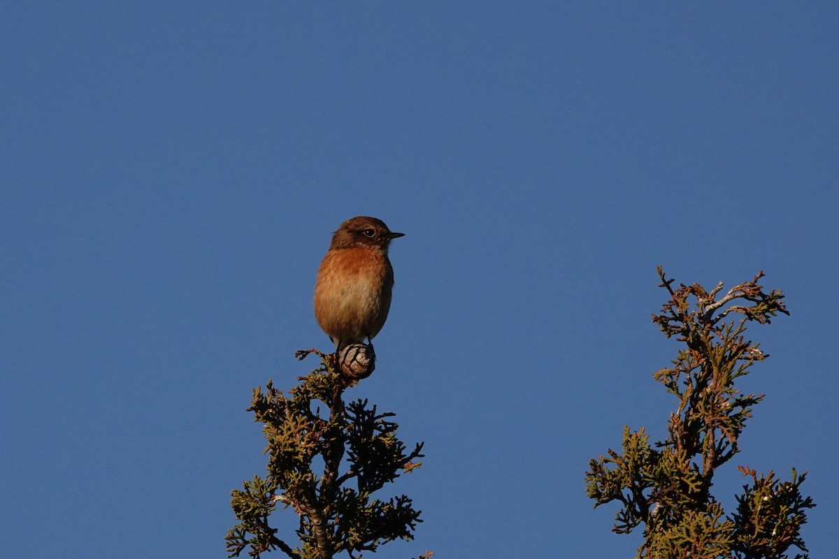European Stonechat - ML646837840