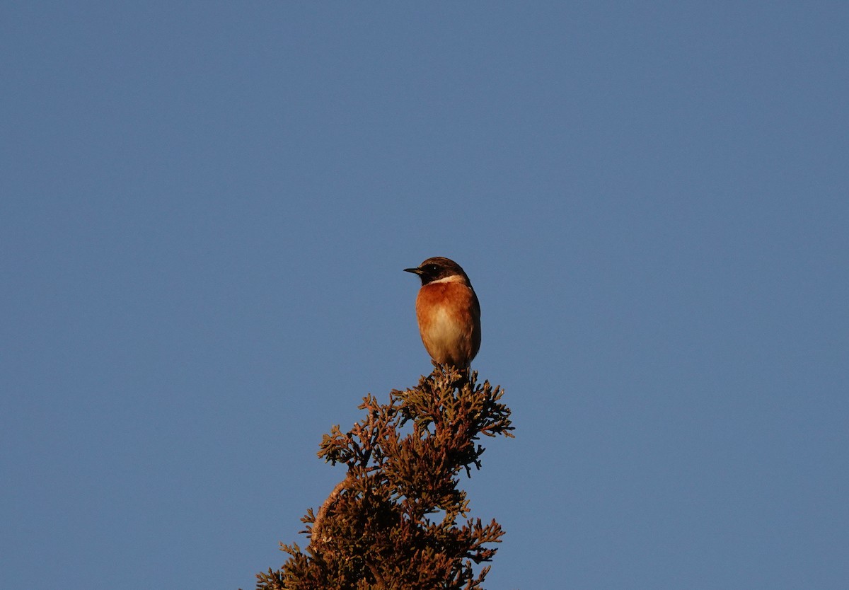 European Stonechat - ML646837841