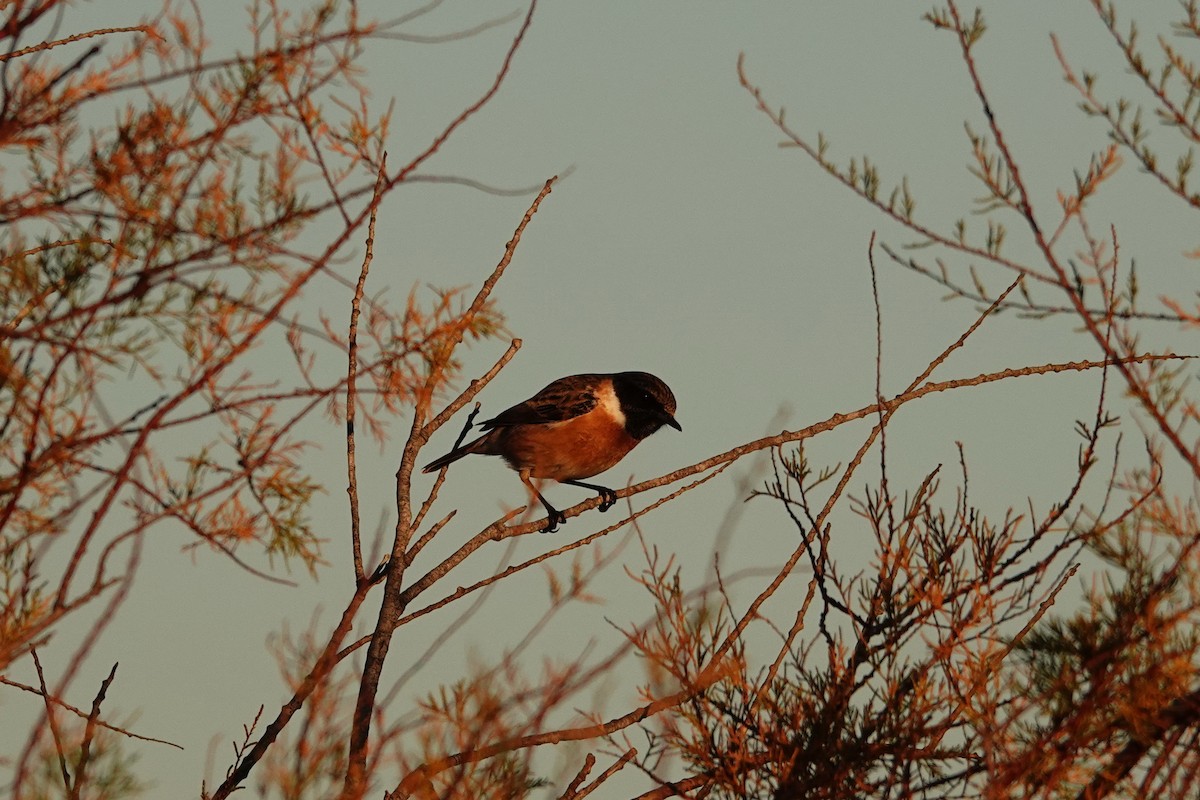 European Stonechat - ML646837842