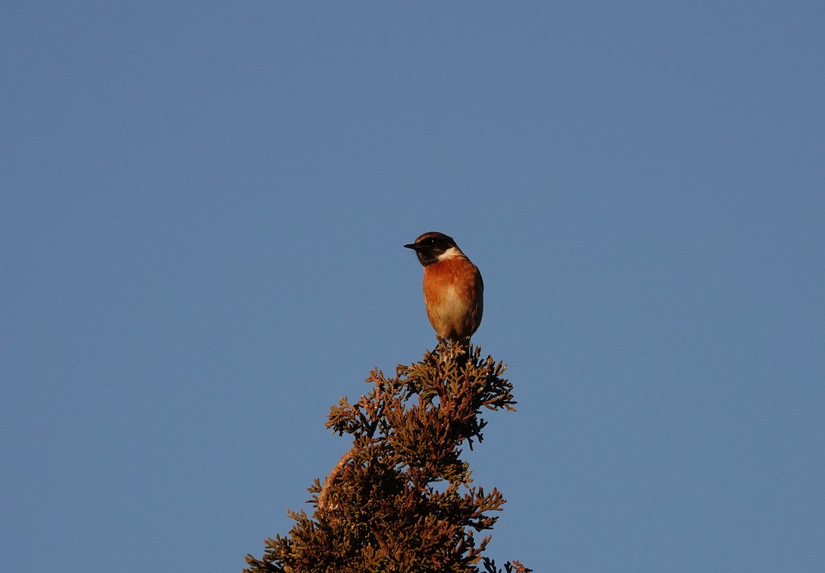 European Stonechat - ML646837843