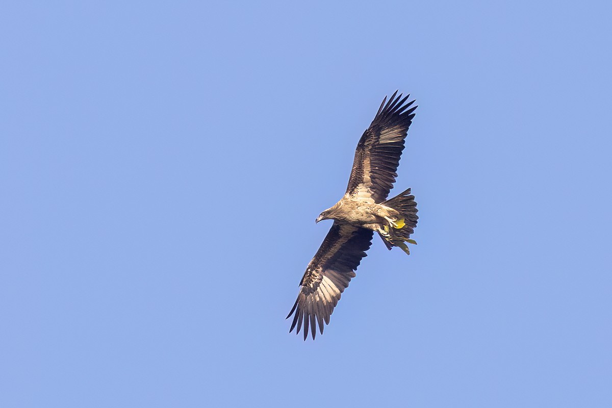 Pallas's Fish-Eagle - ML646837845