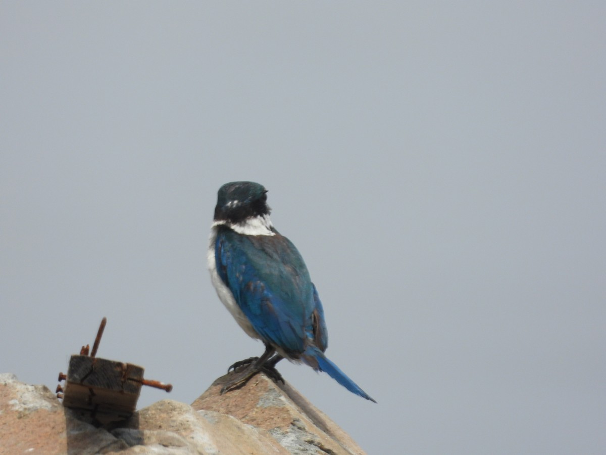 Martin-chasseur à collier blanc - ML646837846