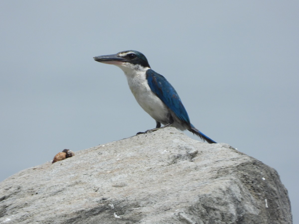 Martin-chasseur à collier blanc - ML646837847