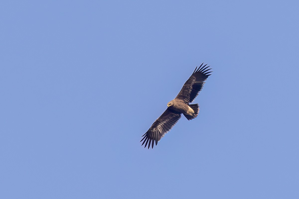 Indian Spotted Eagle - ML646837848