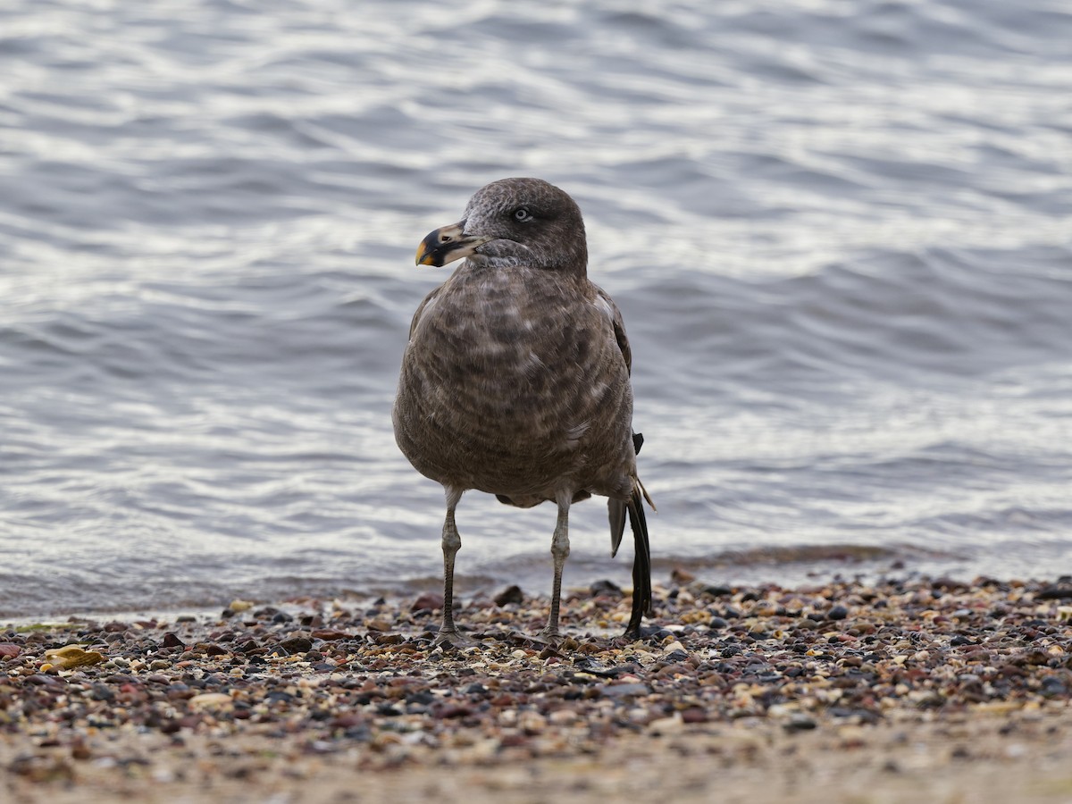 Мартин товстодзьобий - ML646837849