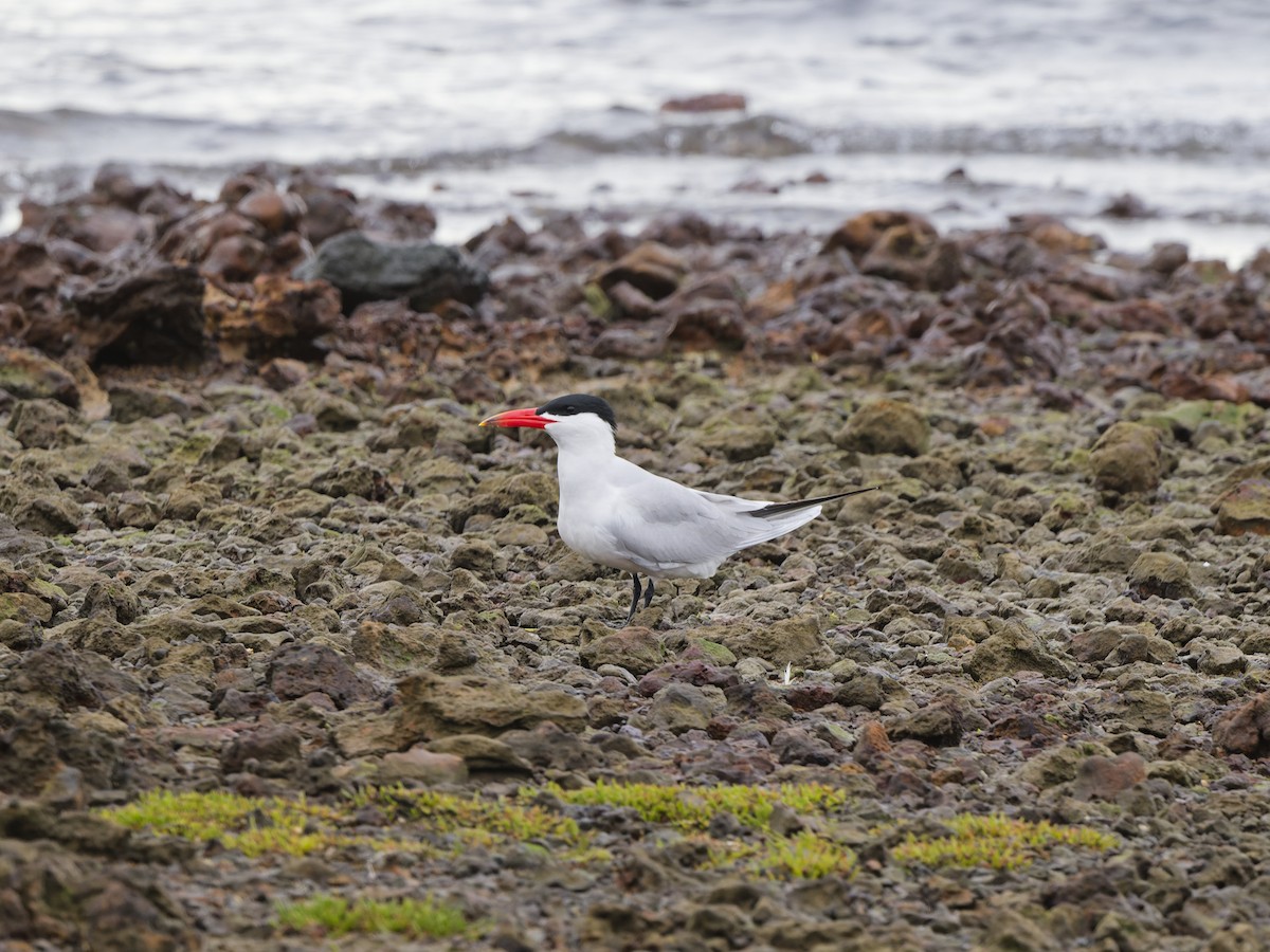 Крячок каспійський - ML646837850