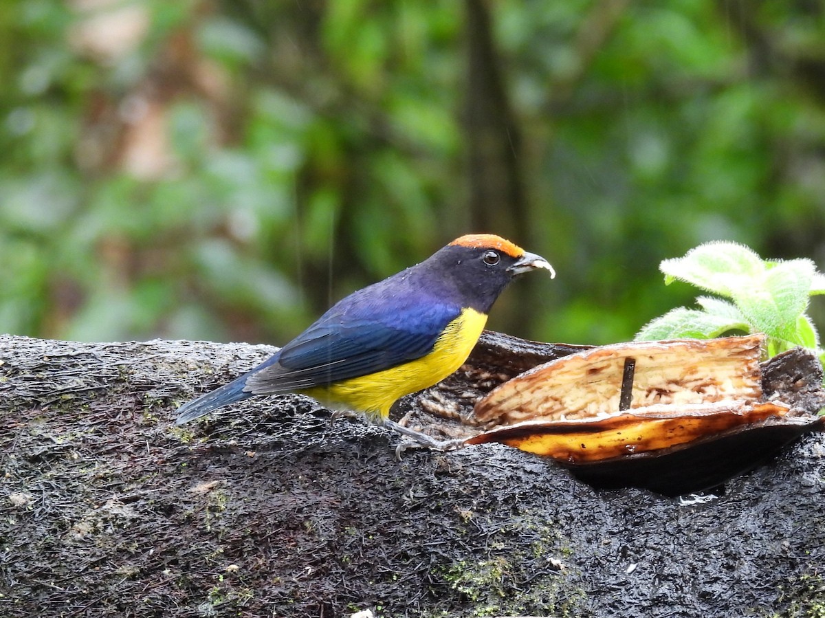 Tawny-capped Euphonia - ML646837851