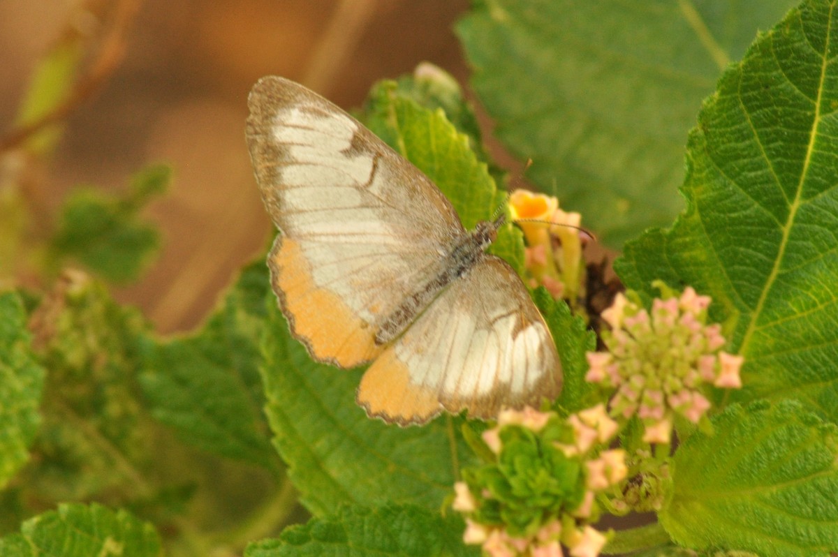 Animales - ML646837852