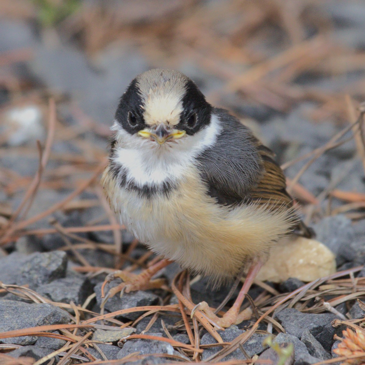 mlynařík kaštanovotemenný - ML646837853