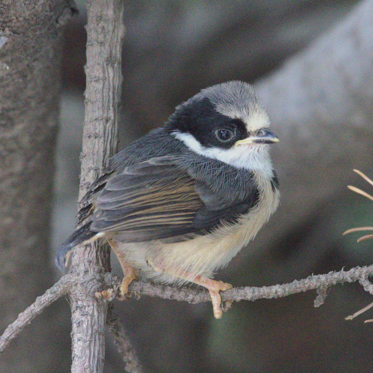 mlynařík kaštanovotemenný - ML646837854