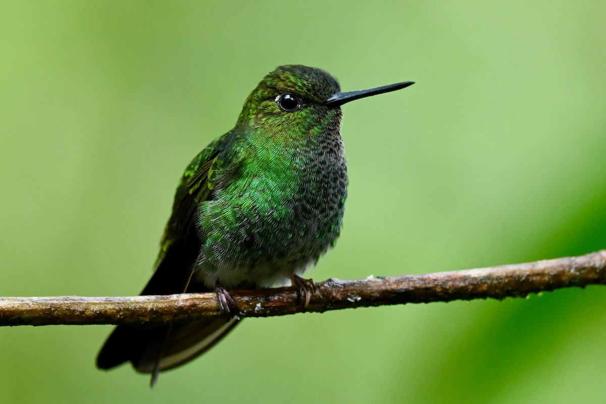 Bakır Rengi Pufayak - ML646837855