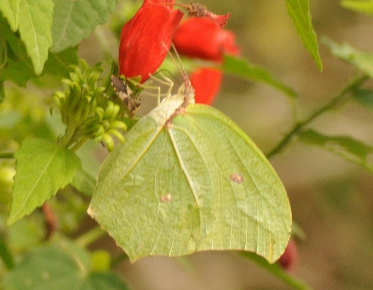 Animales - ML646837856