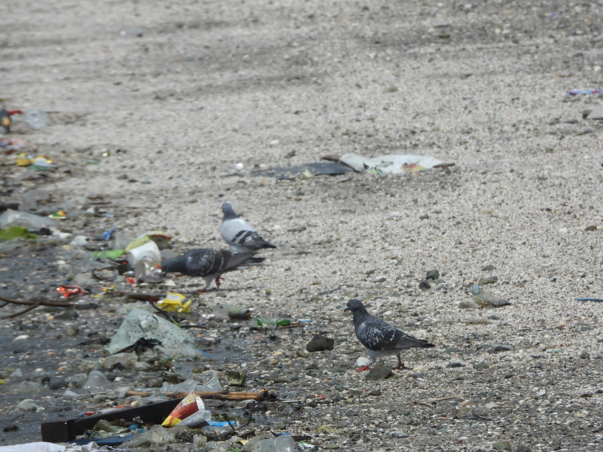 Pigeon biset (forme domestique) - ML646837857