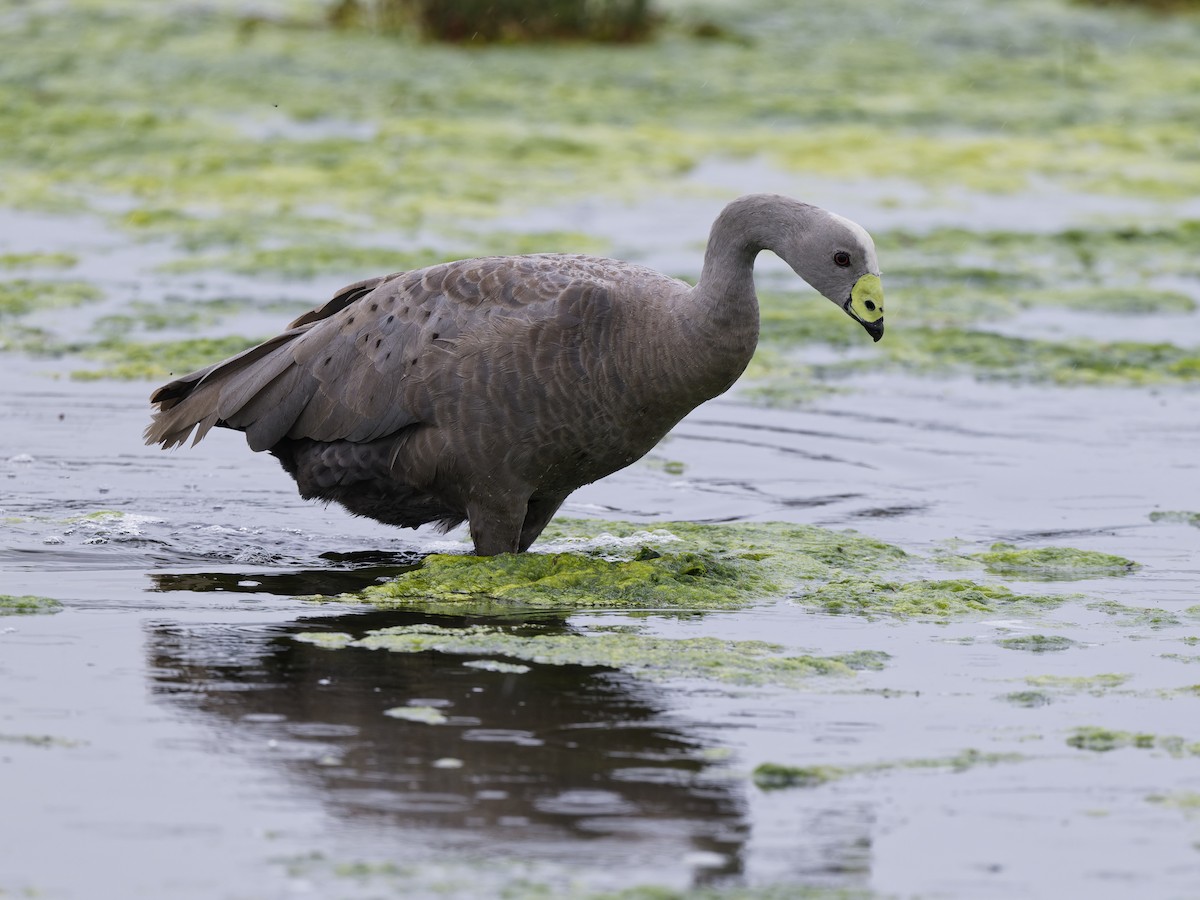Гуска тасманійська - ML646837858
