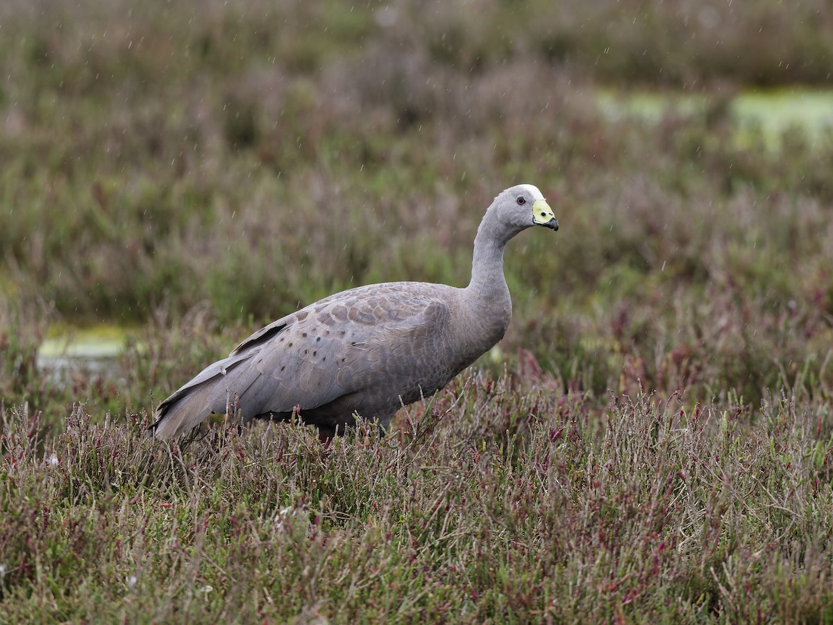 Гуска тасманійська - ML646837859