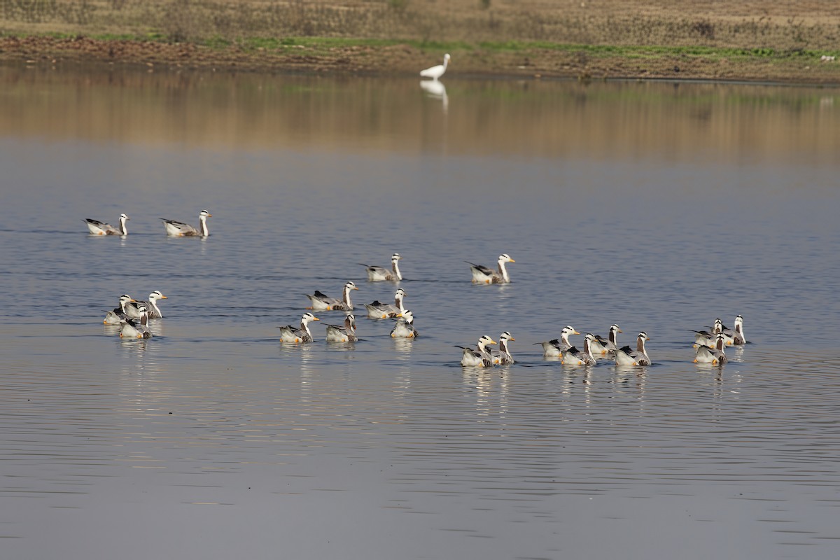 Гуска гірська - ML646837860