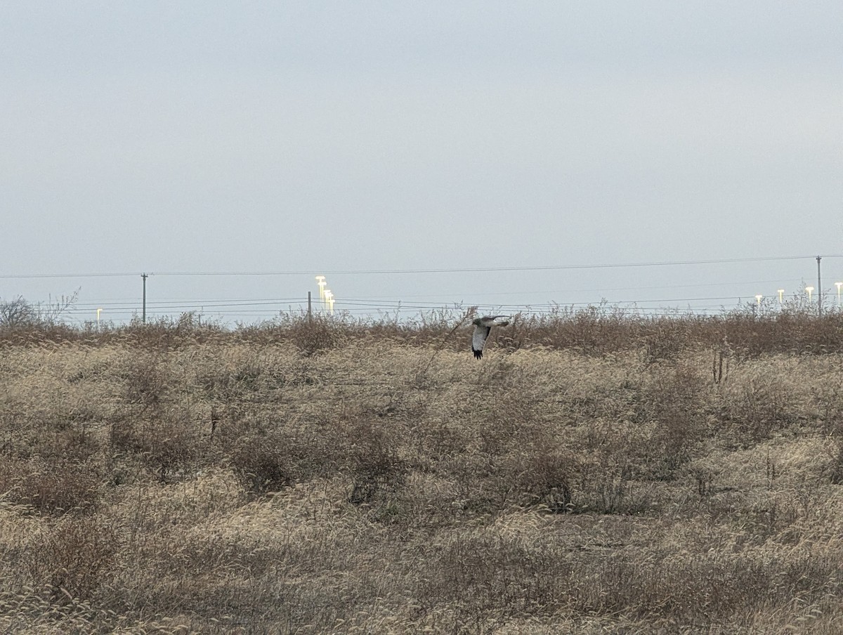 Лунь американський - ML646837861