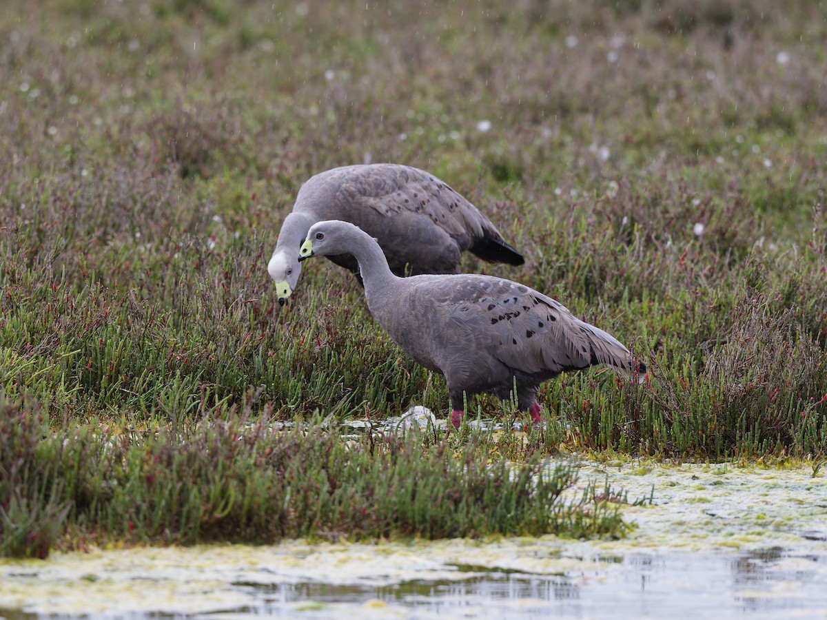 Гуска тасманійська - ML646837862