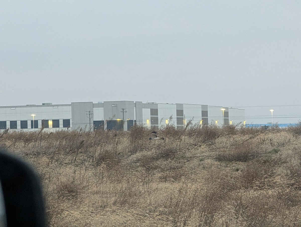 Лунь американський - ML646837872