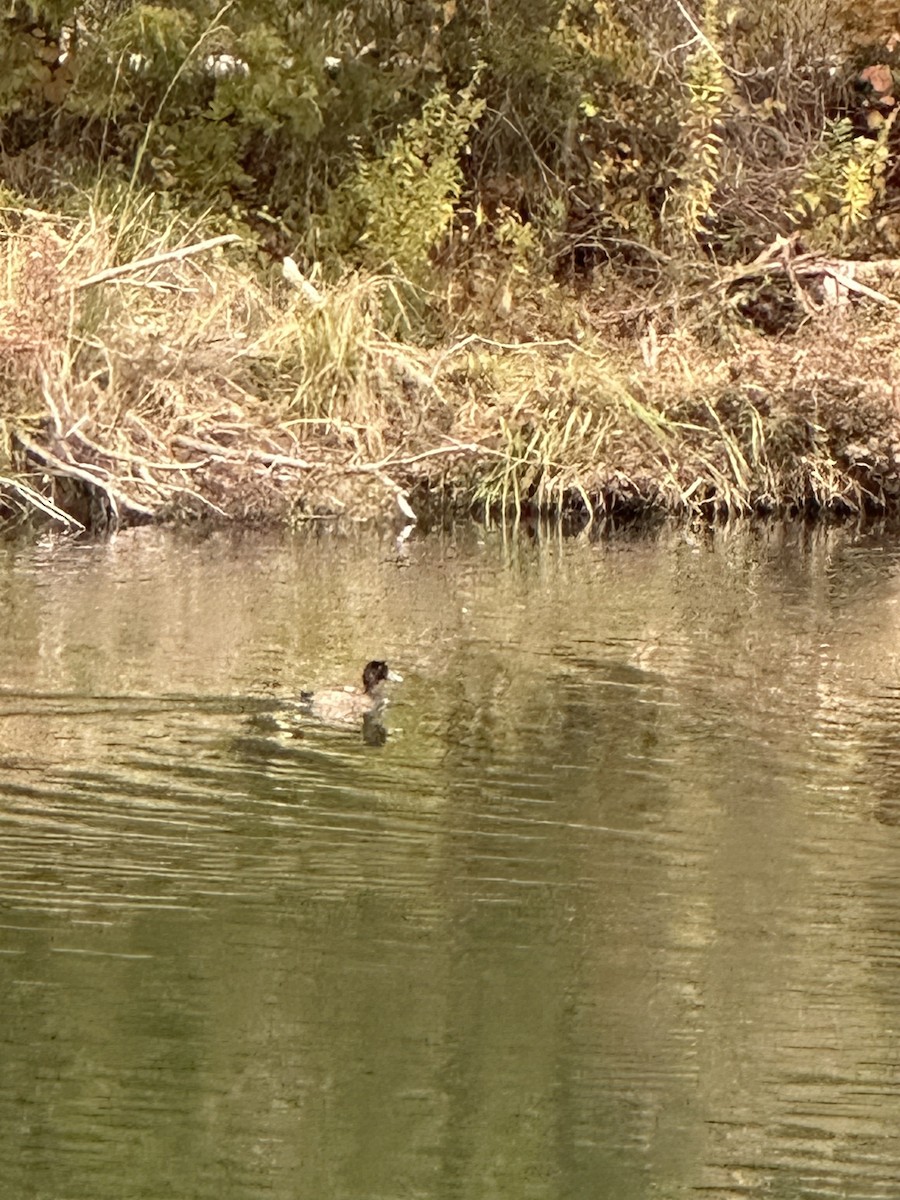 Greater Scaup - ML646837873