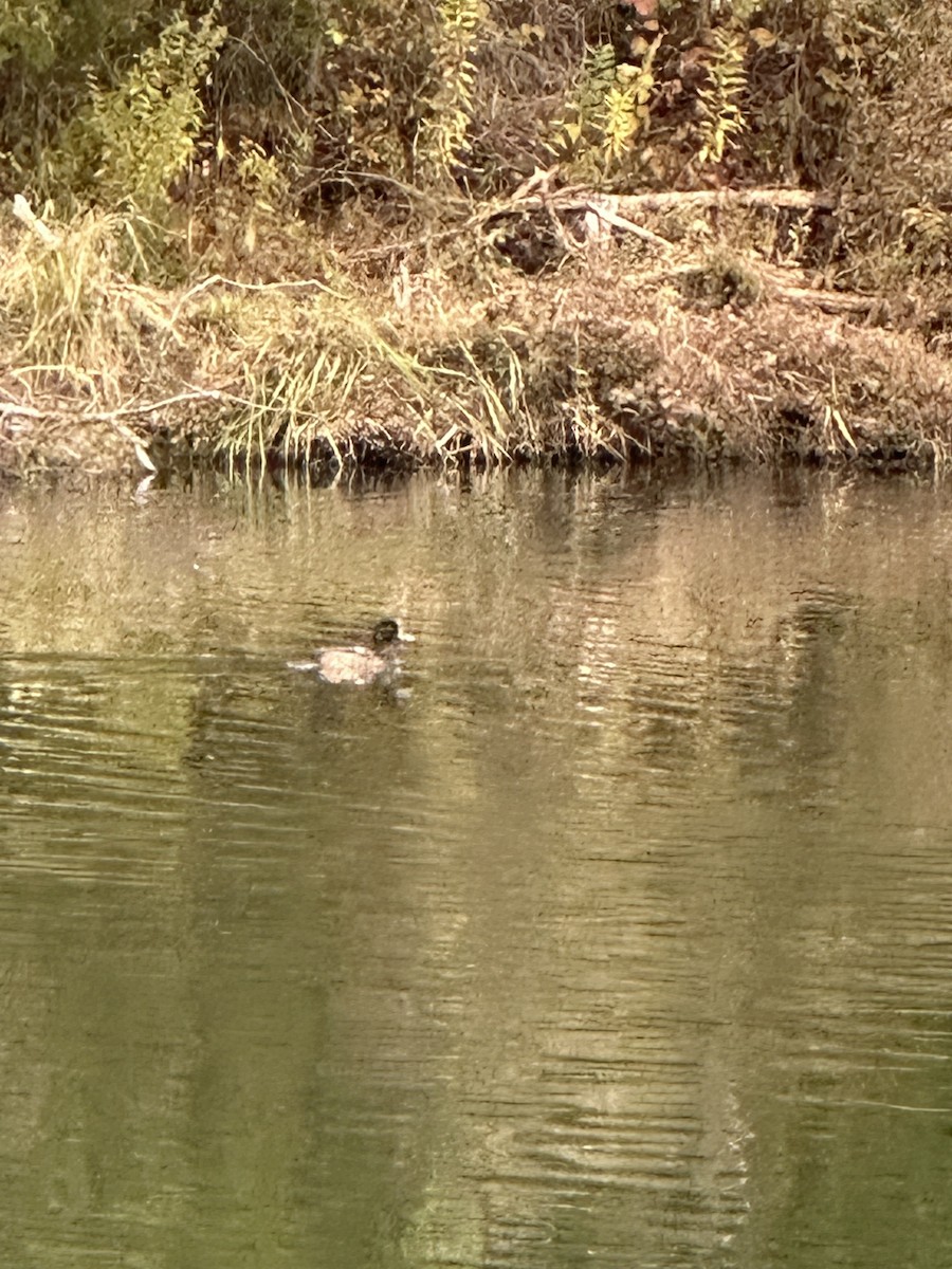 Greater Scaup - ML646837874