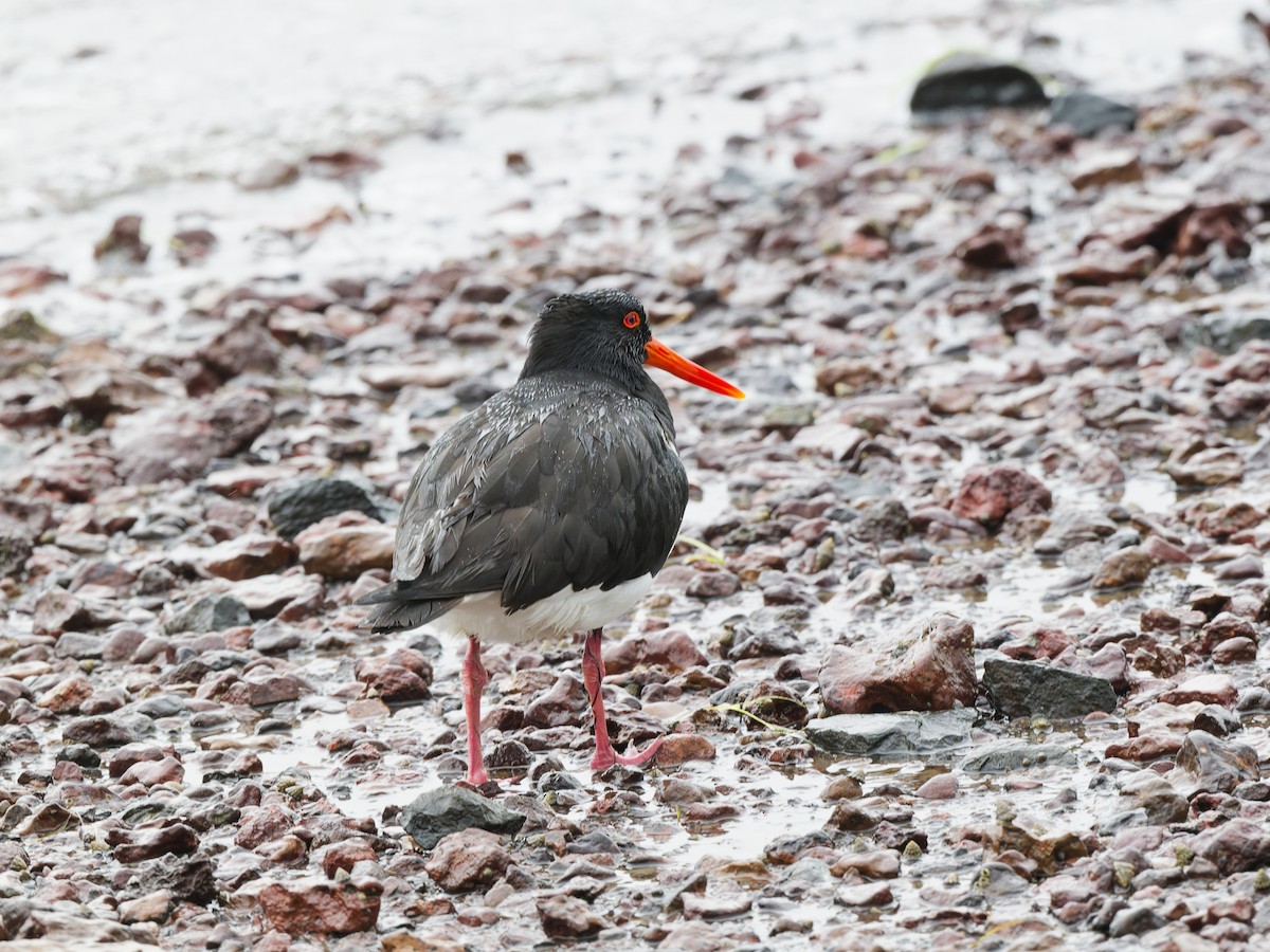 Кулик-сорока довгодзьобий - ML646837875