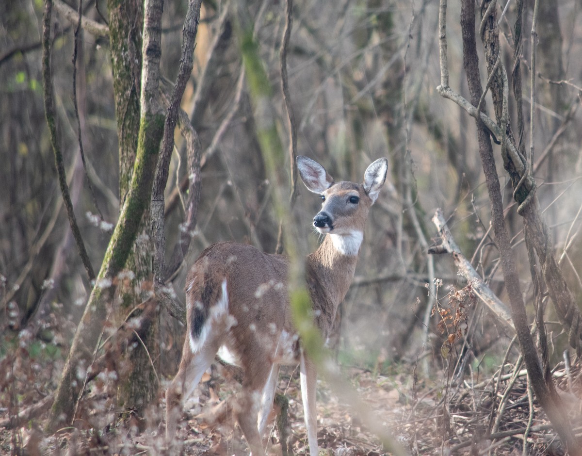 White-tailed Deer - ML646837876