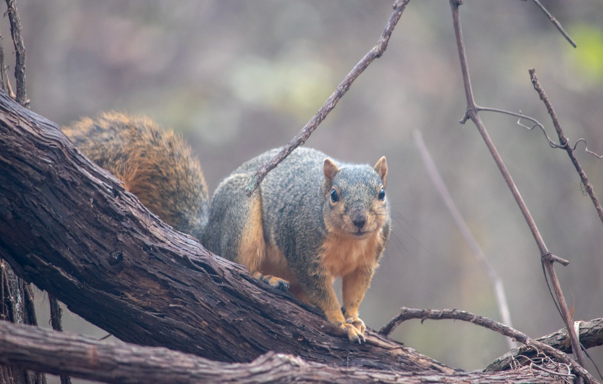Eastern Fox Squirrel - ML646837877