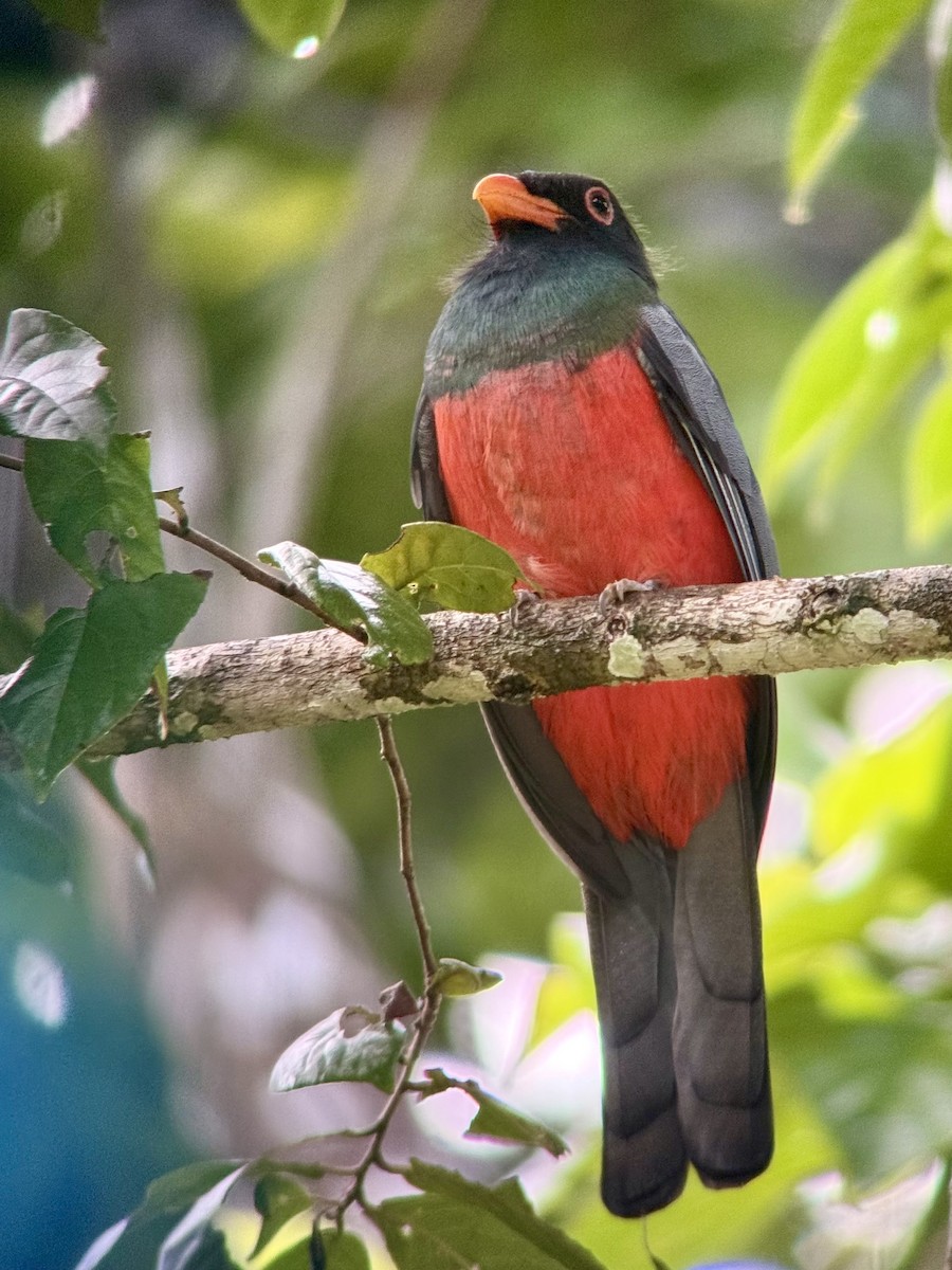 Slaty-tailed Trogon - ML646837878