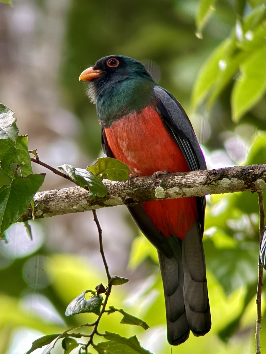 Slaty-tailed Trogon - ML646837879
