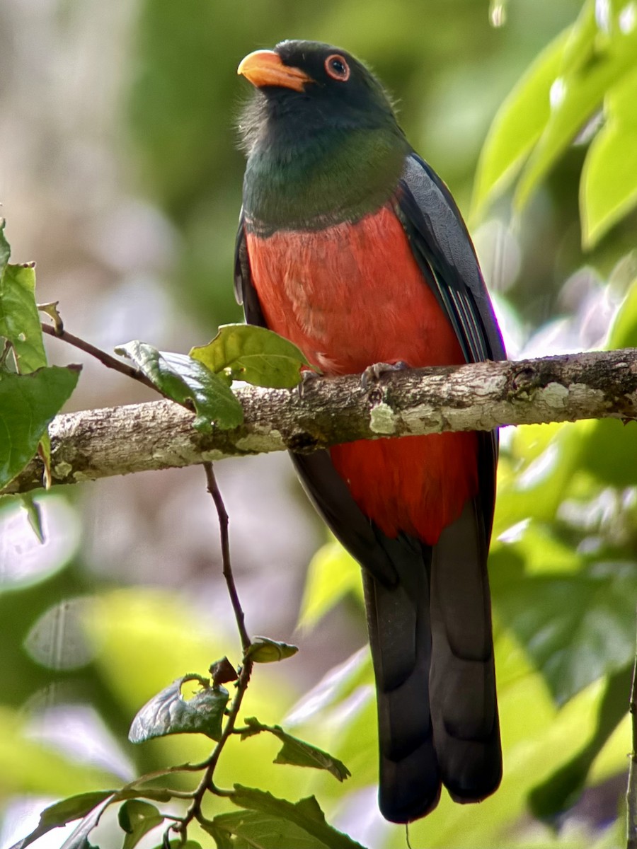 Slaty-tailed Trogon - ML646837880