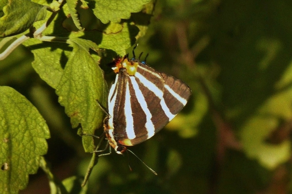 Animales - ML646837881