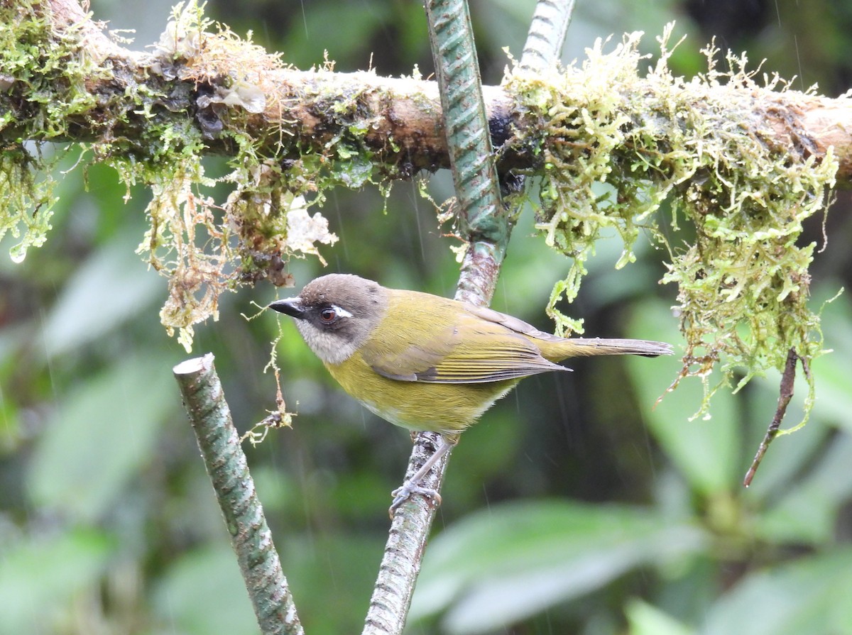 Common Chlorospingus - ML646837884