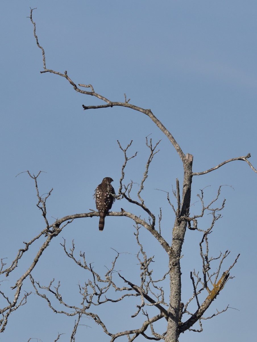 Cooper's Hawk - ML646837892