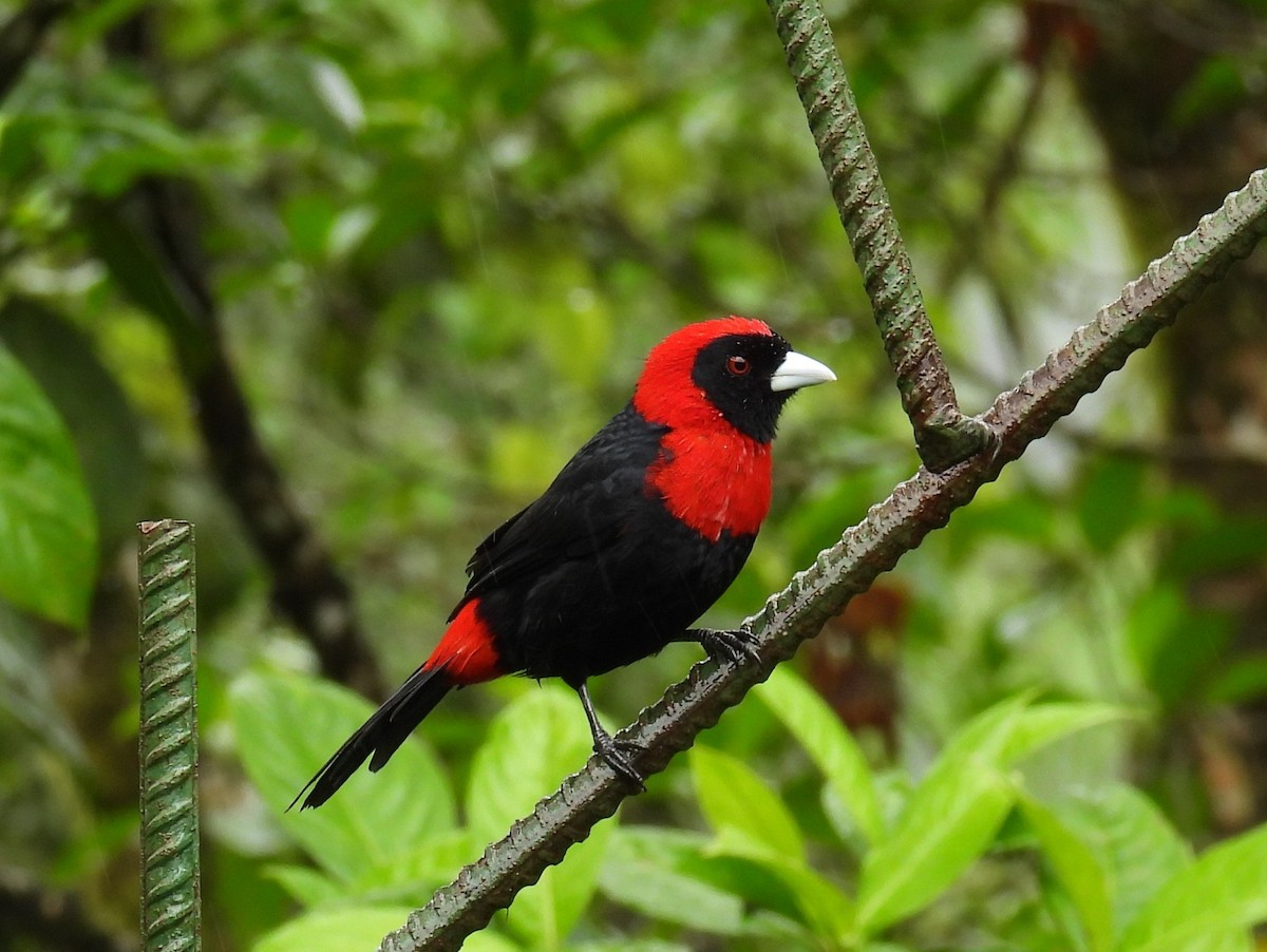 Crimson-collared Tanager - ML646837904