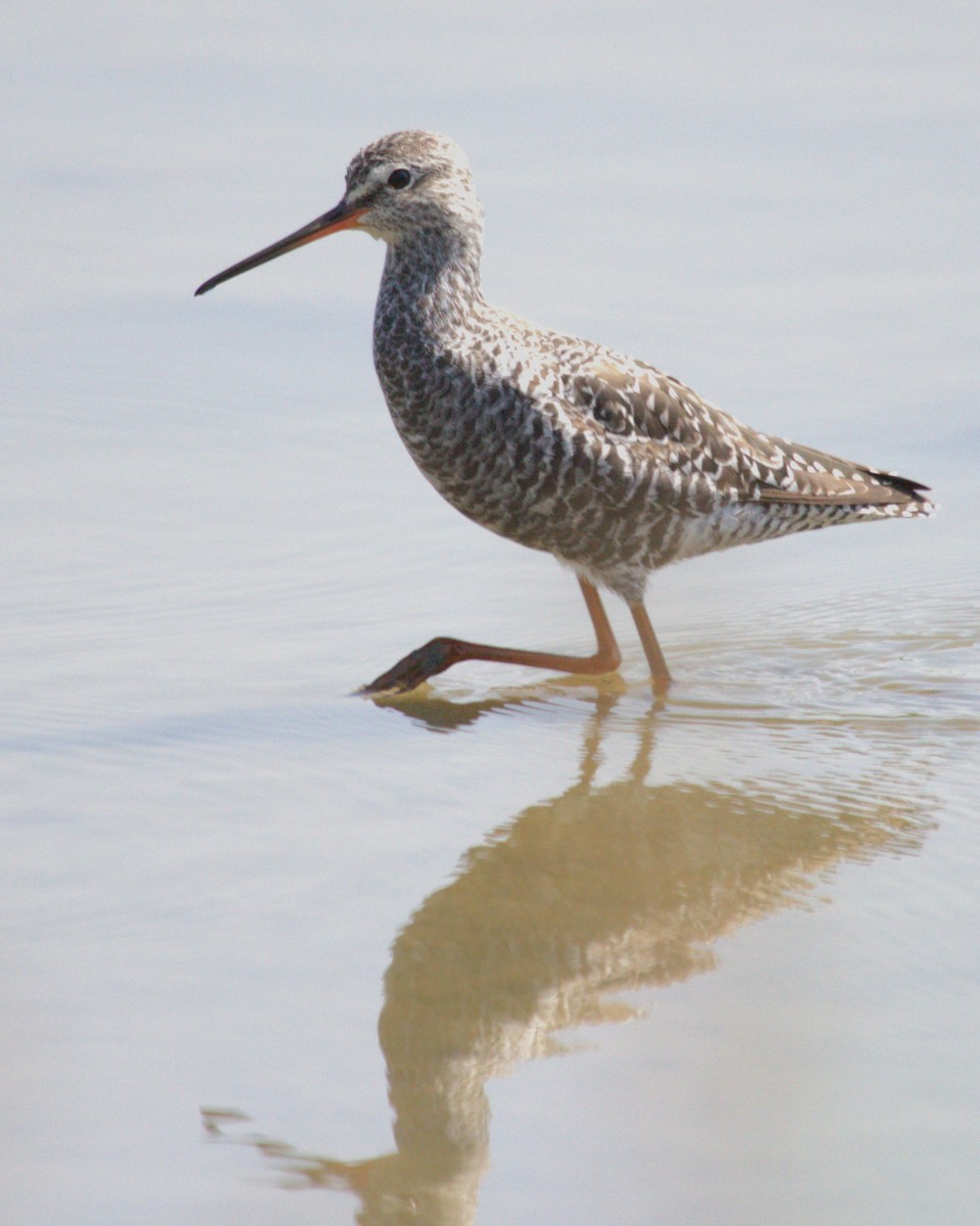 鶴鷸 - ML646837905