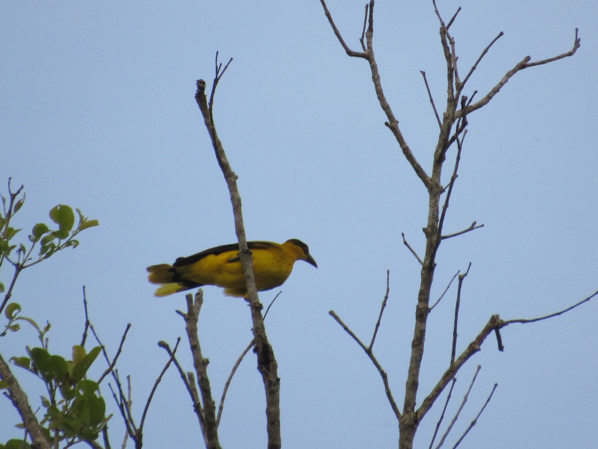 Black-naped Oriole - ML646837907