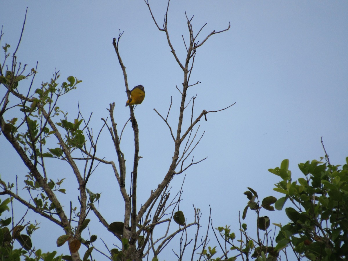 Black-naped Oriole - ML646837908