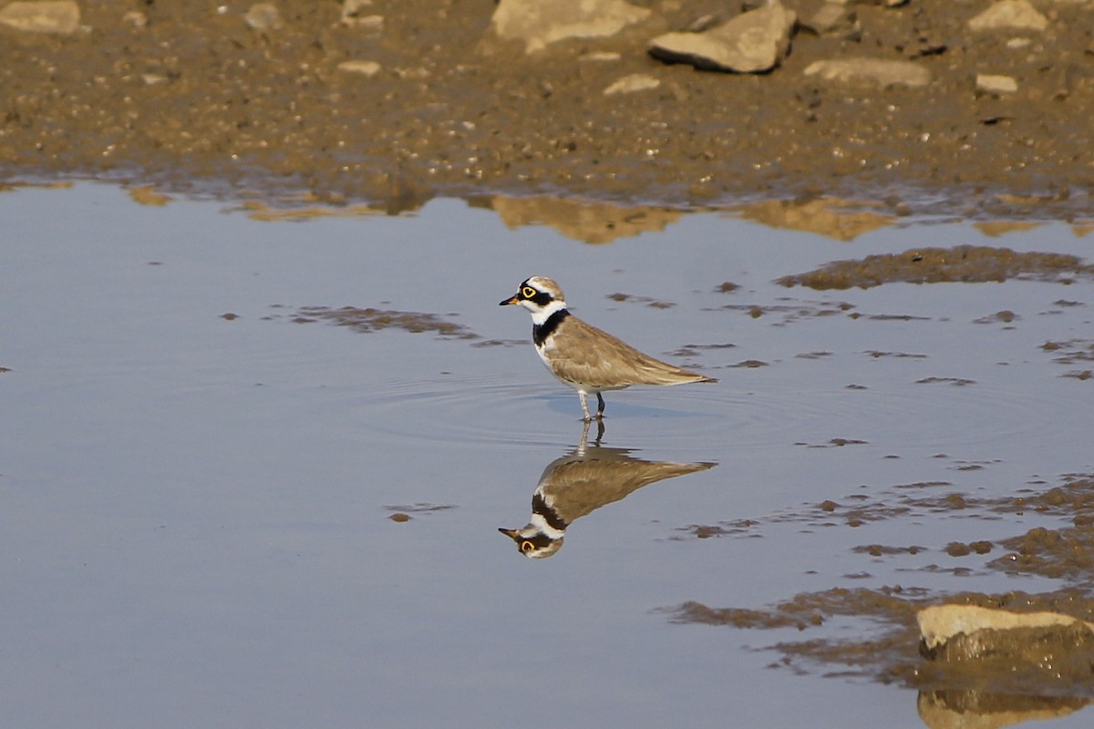 Little Ringed Plover - ML646837909