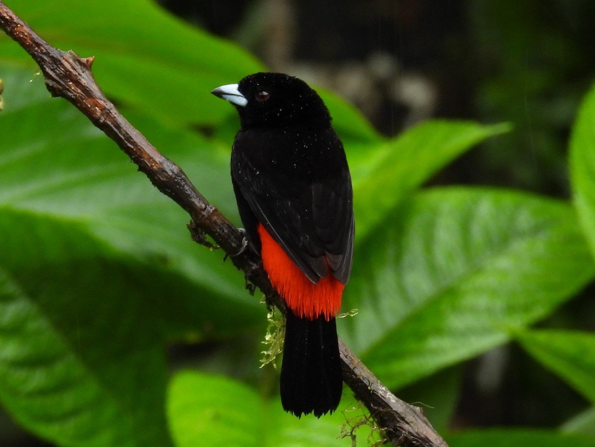 Scarlet-rumped Tanager - ML646837918