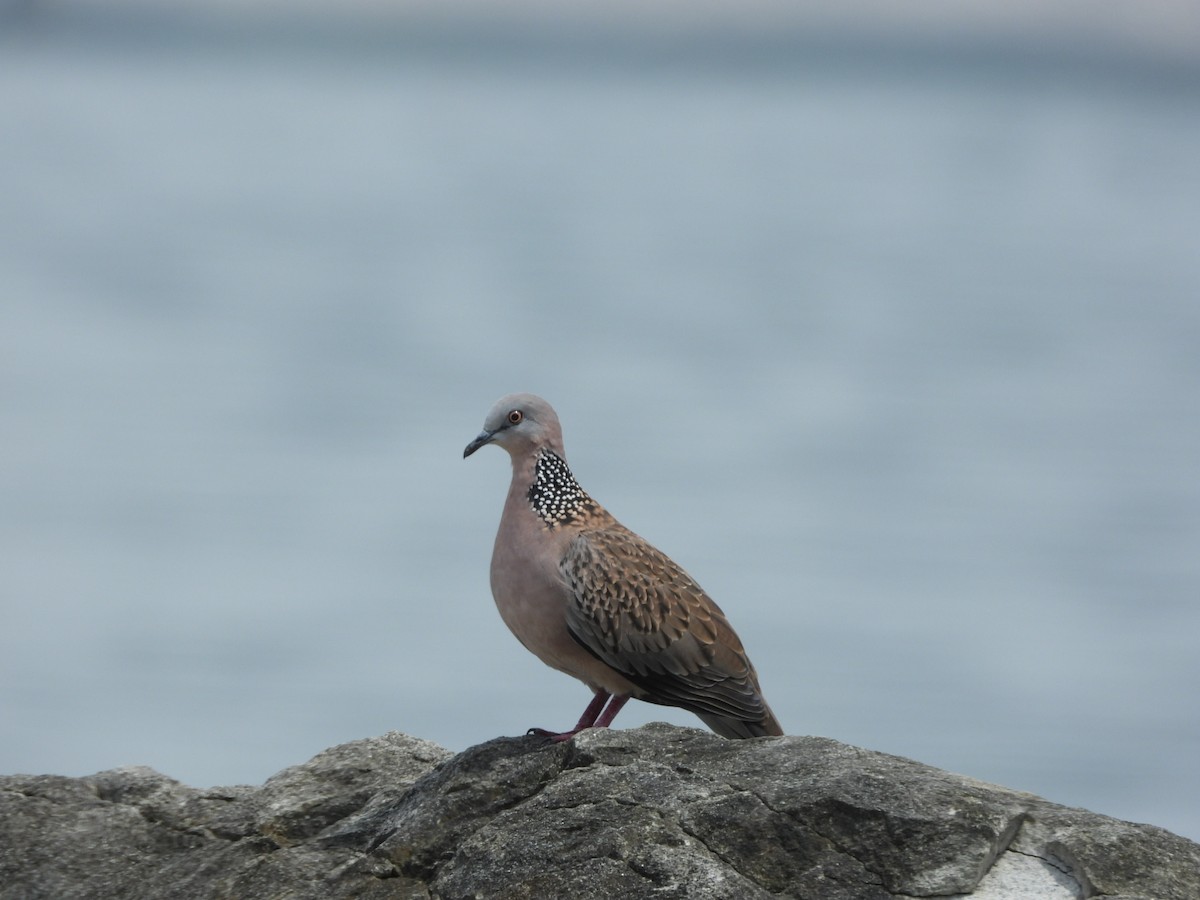 Tourterelle tigrine - ML646837920