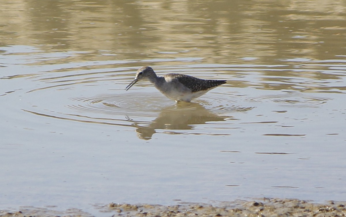 vodouš bahenní - ML646837921