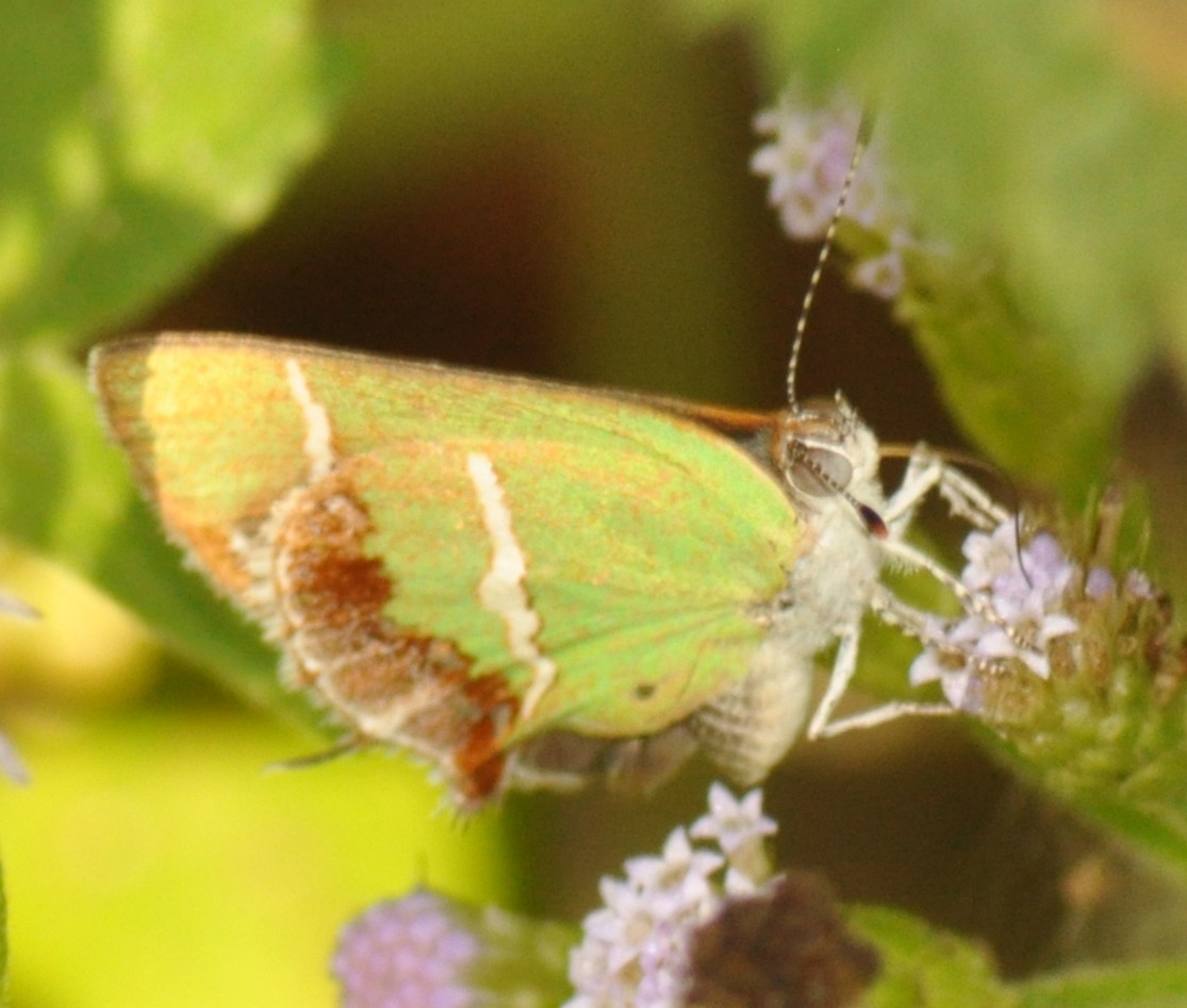 Animales - ML646837922