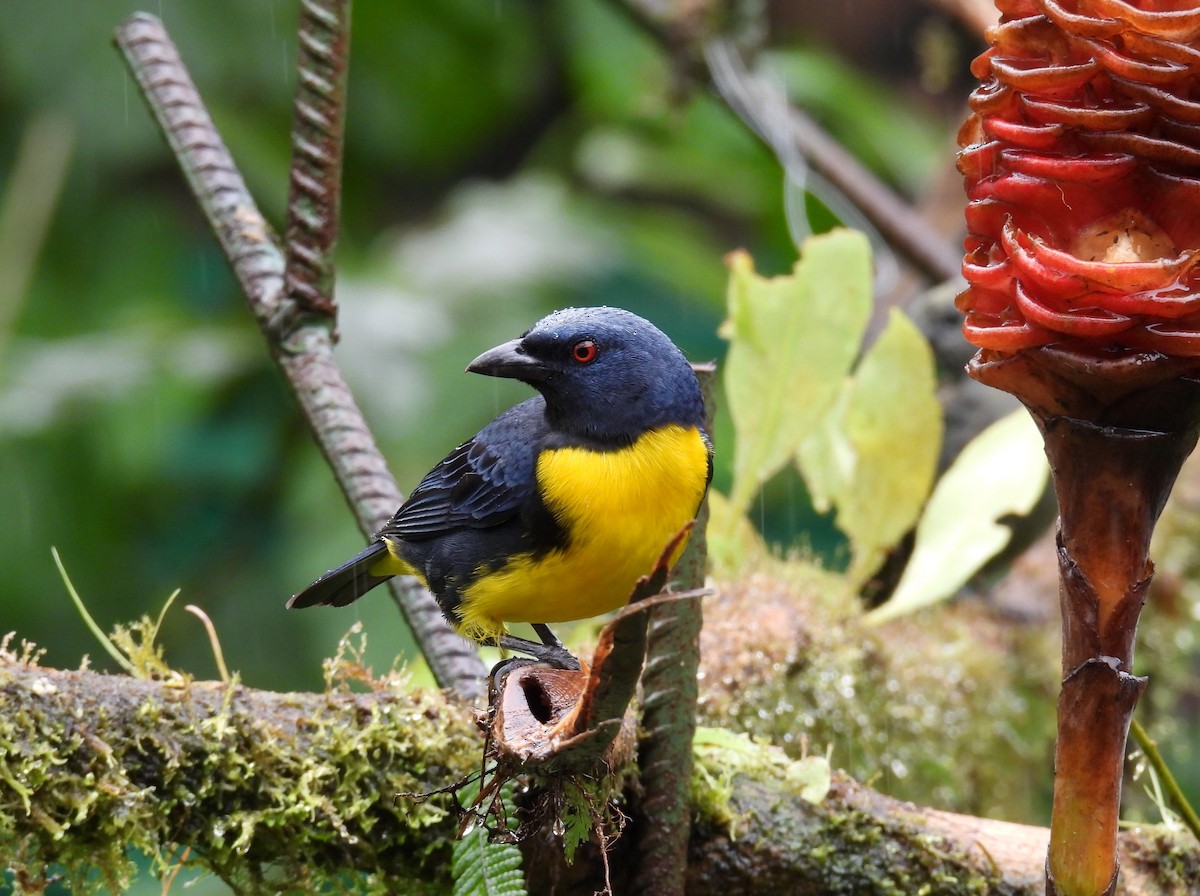 Blue-and-gold Tanager - ML646837923