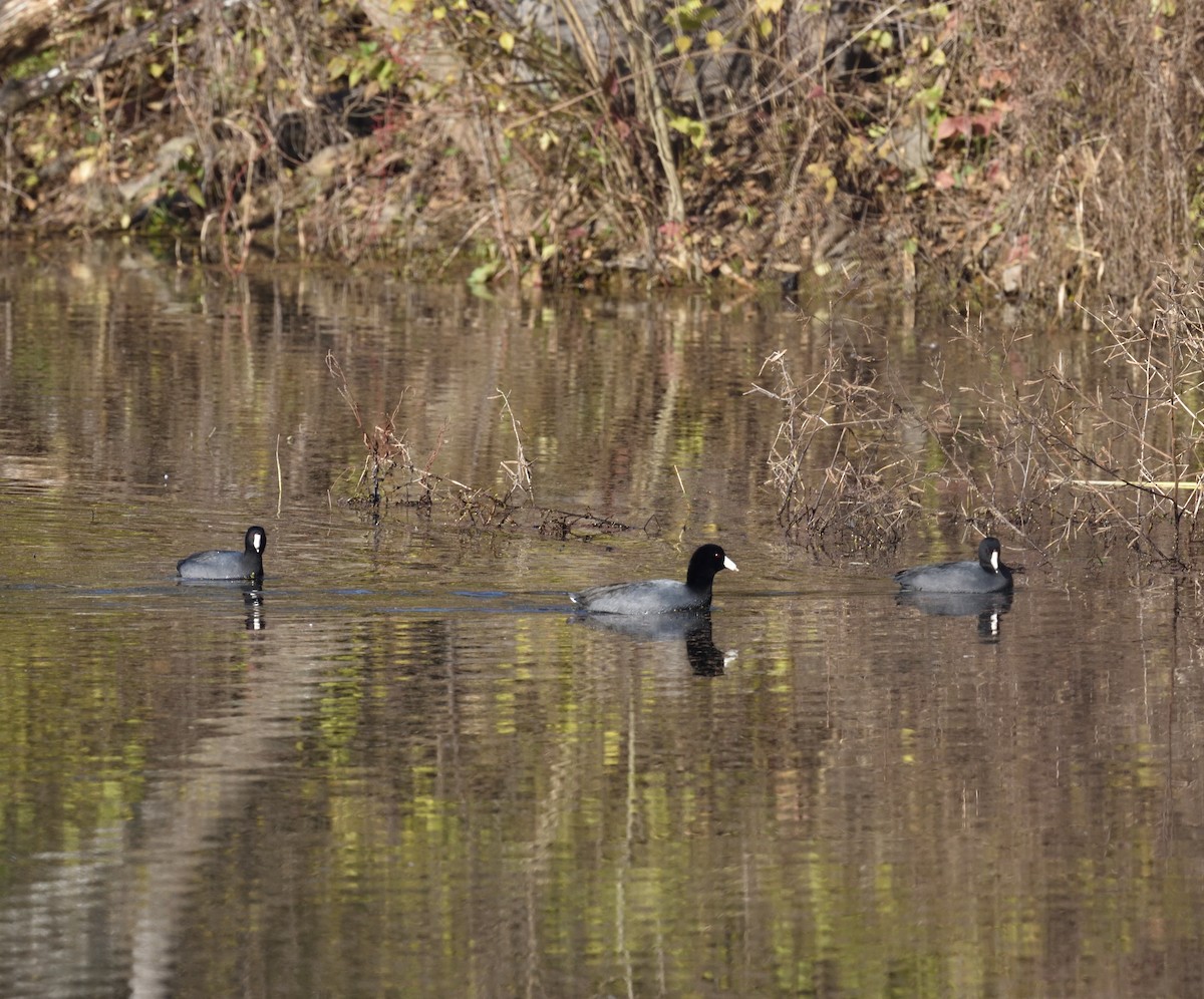 American Coot - ML646837924