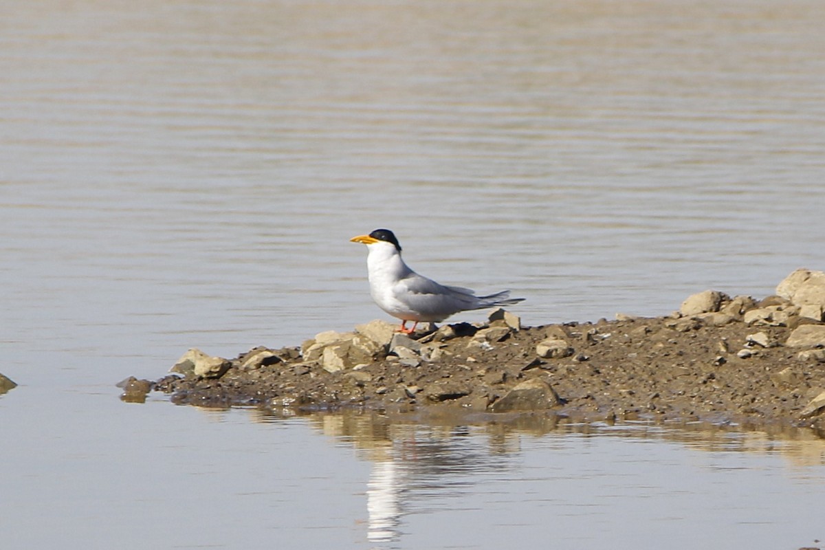 River Tern - ML646837926