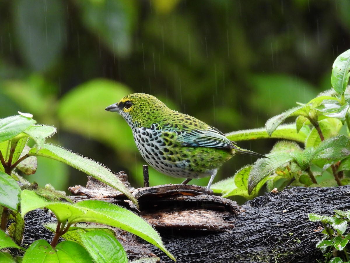 Speckled Tanager - ML646837928